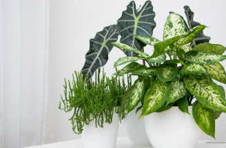 Najlepšie antistresové izbové rastliny pre relaxáciu a pohodu