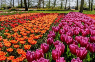 Milujete tulipány? Navštívte najkrajšie miesta v Holandsku