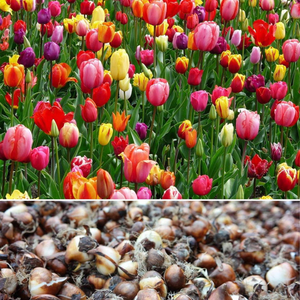 tulipány cibuľky