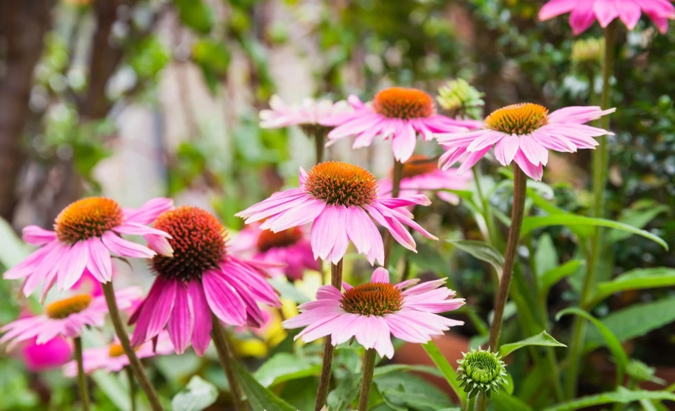 Echinacea