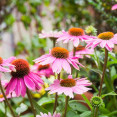 Echinacea v jesennom období podporí vaše zdravie – aké má účinky?