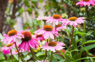 Echinacea v jesennom období podporí vaše zdravie – aké má účinky?