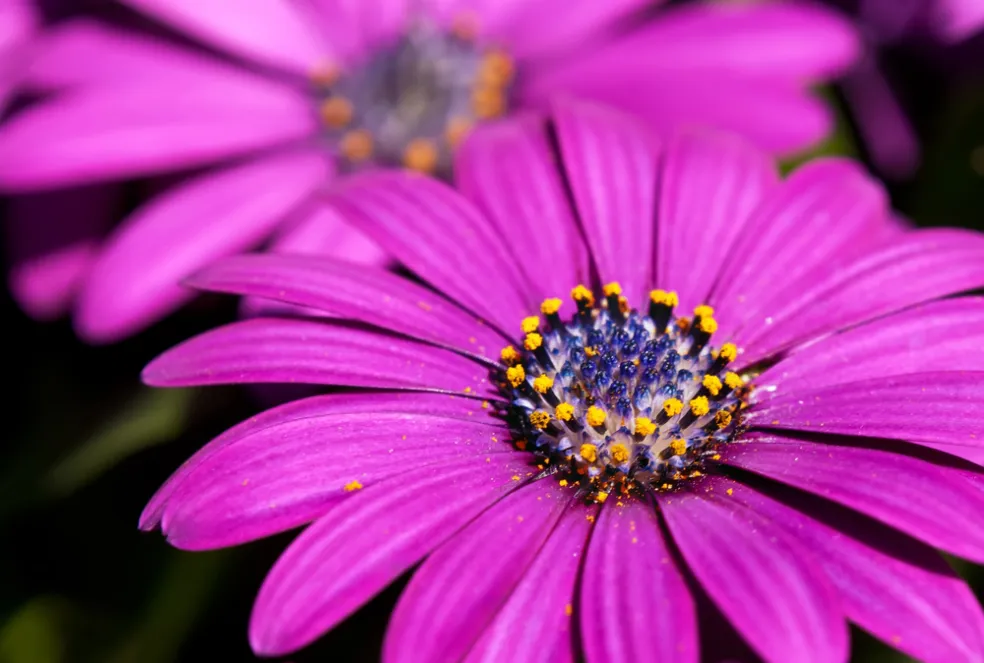 Osteospermum